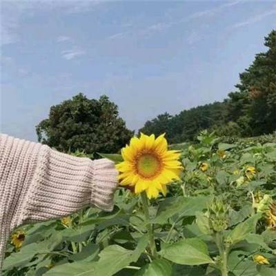 元素觉醒tap版下载